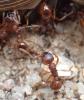 Myrmica sp.